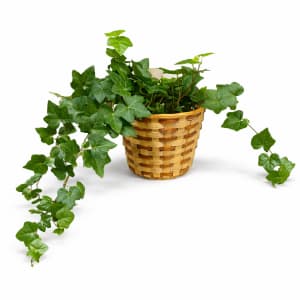 Medium Plant 6" Flower Bouquet