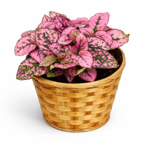 Small Plant 4" Flower Bouquet