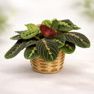 Medium Plant 6" Flower Bouquet