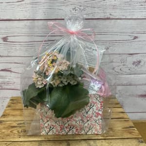 Thanks A Million Plant & Gift Set