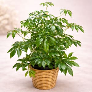 Large Plant 8" Flower Bouquet