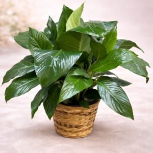 Large Plant 8" Flower Bouquet