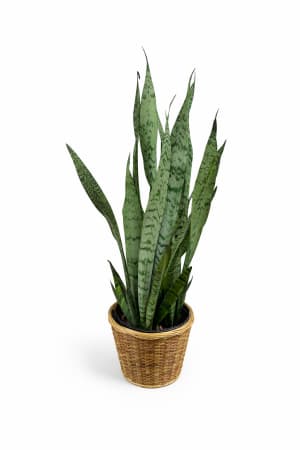 Large Plant 8" Flower Bouquet