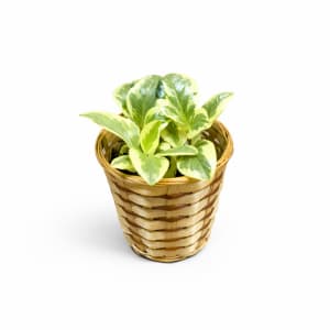 Small Plant 4" Flower Bouquet