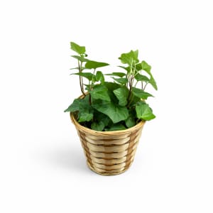 Small Plant 4" Flower Bouquet