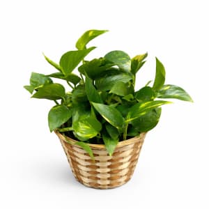 Medium Plant 6" Flower Bouquet