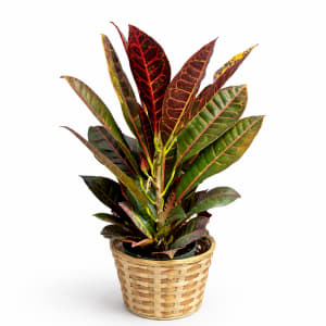 Medium Plant 6" Flower Bouquet