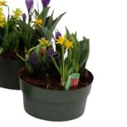 Mixed Bulb Pan Flower Bouquet