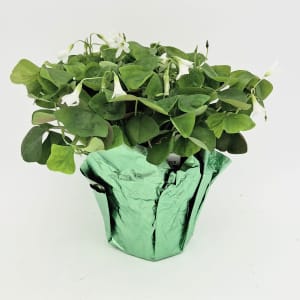 Lucky Green Clover Flower Bouquet