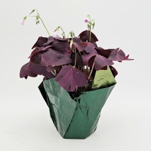 Lucky Red Clover Flower Bouquet