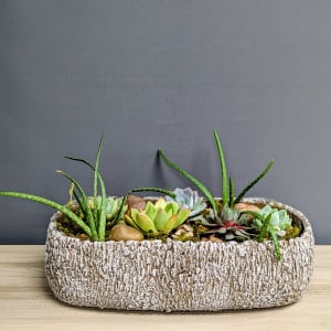 Garden of Succulents - 24hr notice Flower Bouquet