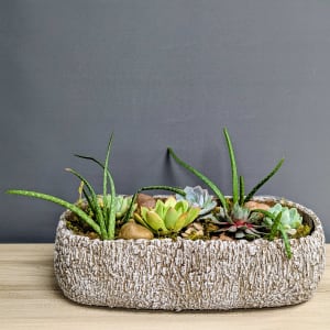 Garden of Succulents - 24hr notice Flower Bouquet