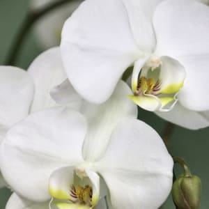 Elegant Orchid