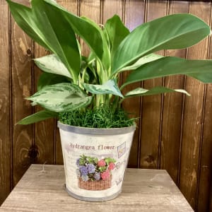 6" Flower Basket with Green Plant Flower Bouquet