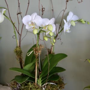 Mini Orchid Garden