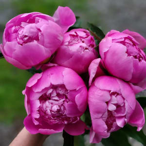 Peony Bouquet