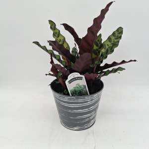 Rattlesnake Calathea Flower Bouquet