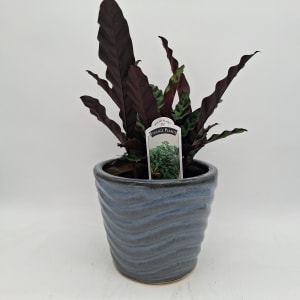 Rattlesnake Calathea Flower Bouquet