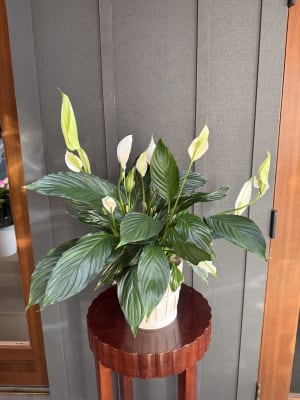 Peace Lily Flower Bouquet