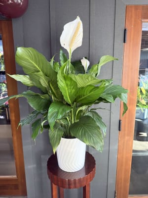 Peace Lily Flower Bouquet