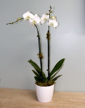 Elegant Orchid