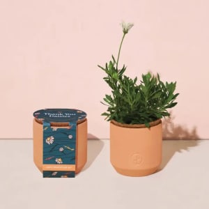 Tiny Terracotta Grow Kits Flower Bouquet