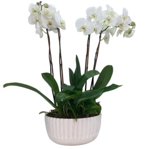 Breathtaking Orchids Flower Bouquet