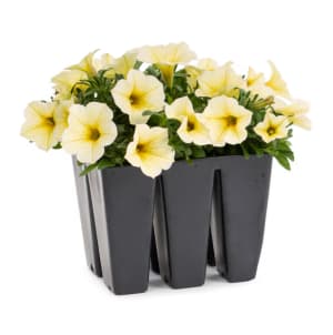 Goshen Friends Spring Fundraiser Flower Bouquet