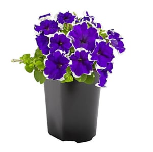 Goshen Friends Spring Fundraiser Flower Bouquet