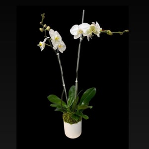 White Triple Orchid Planter
