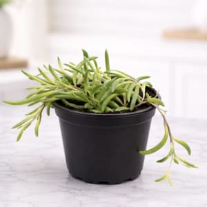 Small Plant 4" Flower Bouquet