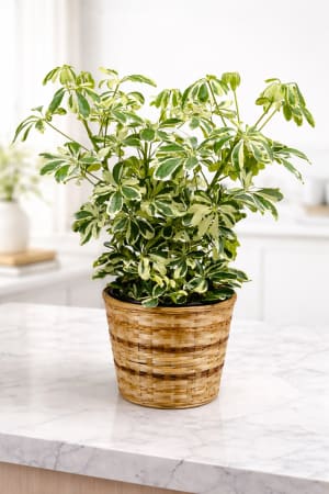 Large Plant 8" Flower Bouquet