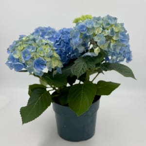 Hydrangea 6" Pot Flower Bouquet