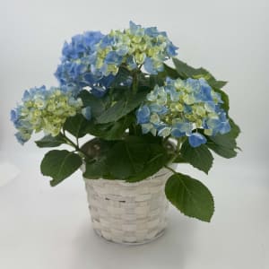 Hydrangea 6" Pot Flower Bouquet