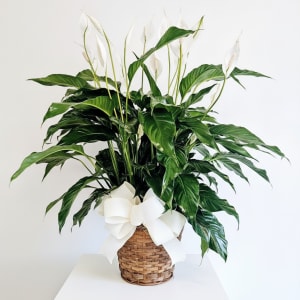 Sympathy Peace Lily Flower Bouquet