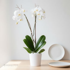 White Phalaenopsis Orchids Flower Bouquet