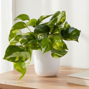 Potted Golden Pothos Flower Bouquet