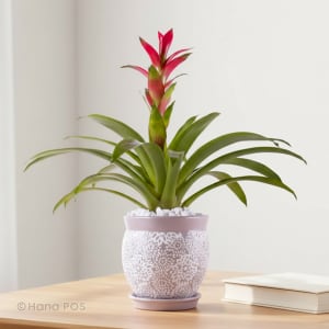 Bromeliad Flower Bouquet