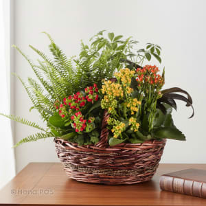 Dish Garden