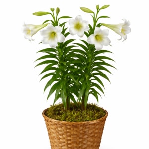 Easter Lily Plant in Basket Flower Bouquet