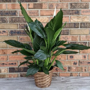 Small Peace Lily Flower Bouquet