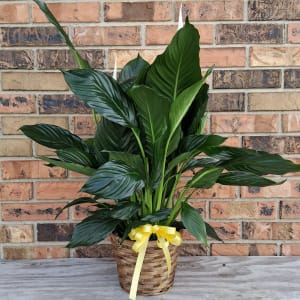 Small Peace Lily Flower Bouquet