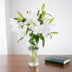 Casablanca Lily