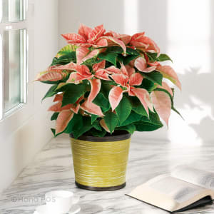 Pink Poinsettia Flower Bouquet