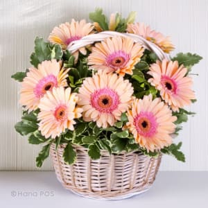 Gerbera Basket