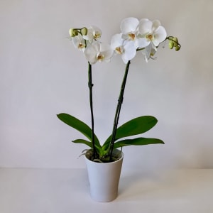 Phalaenopsis Orchid Plant Flower Bouquet