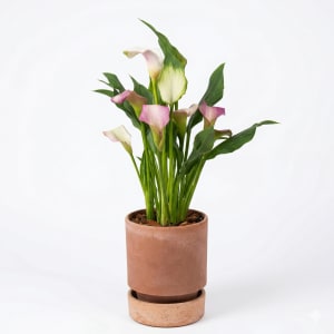 CALLA LILY Flower Bouquet