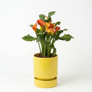 CALLA LILY Flower Bouquet