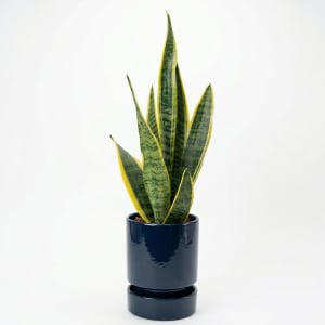 SANSEVIERIA (SNAKE PLANT) Flower Bouquet