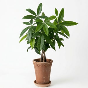 Money Tree Flower Bouquet